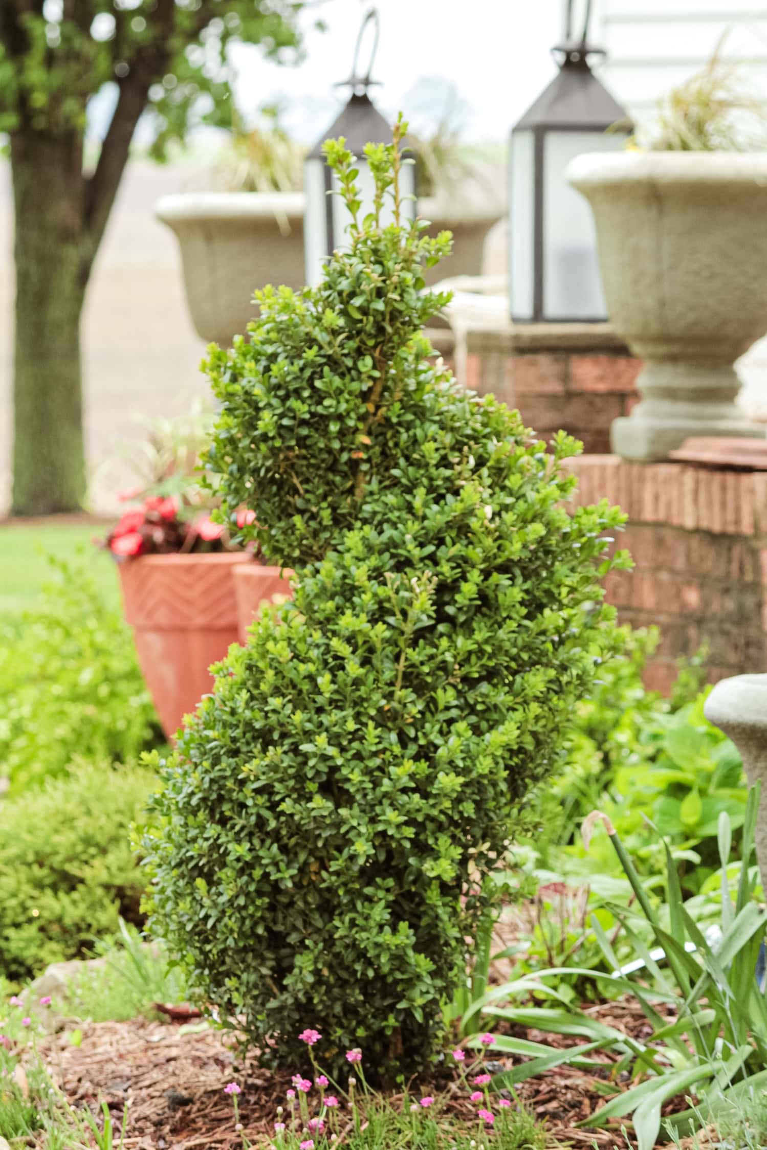 A spiral-shaped shrub in a flowerbed after being newly planted.