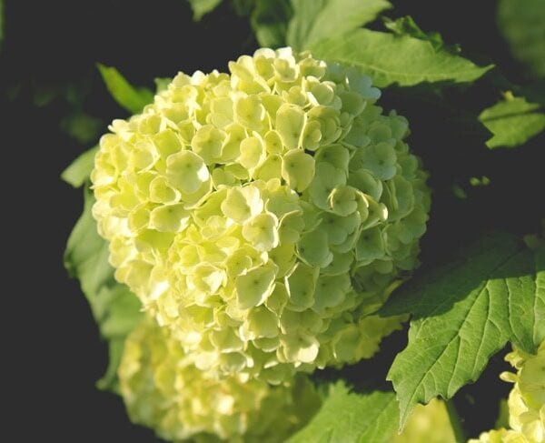 Large white bloom that looks like a hydrangea with rest of bush with green leaves in the background.