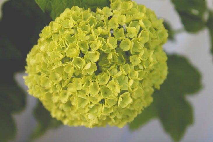 Large greenish white bloom on a Snowball viburnum bloom with leaves in the background.