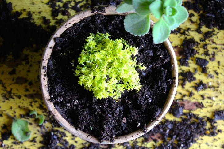 Small little green succulent with curly leaves in potting soil in a terra cotta pot.