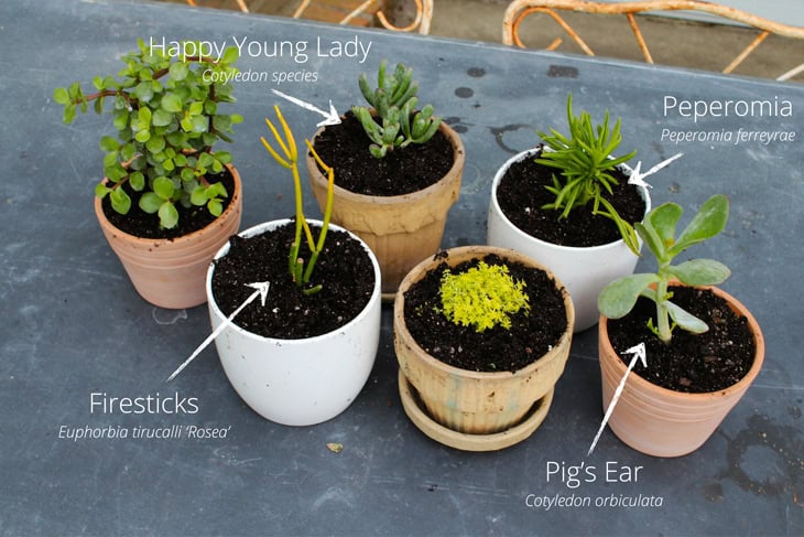 Six different pots of succulents in small pots sitting on a slate table on a patio.