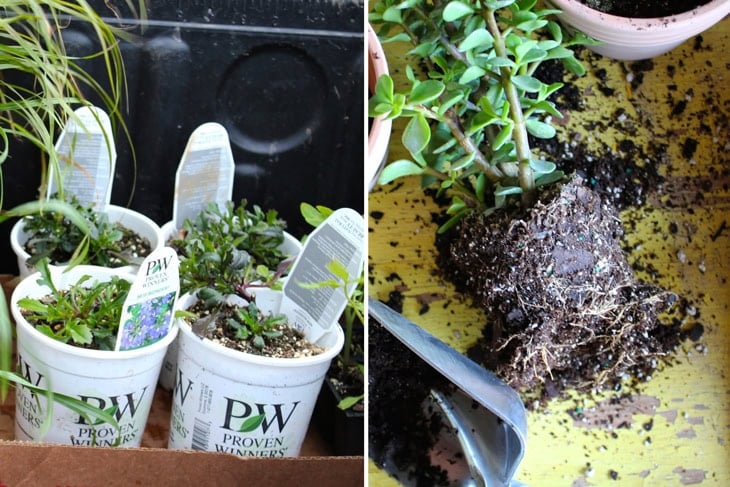 Two side by side pictures of plants in containers from the nursery ready to be planted with one already out of it's container showing bound roots.