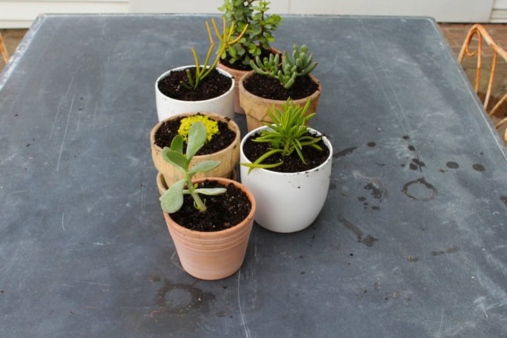 Slate table with six pots filled with succulents are being freshly potted.