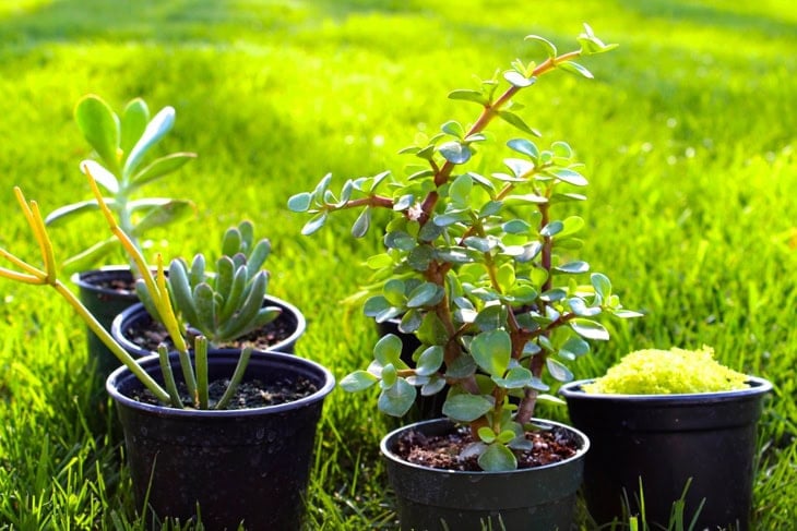 Succulents sitting in green grass still in their original containers when purchased from the nursery.