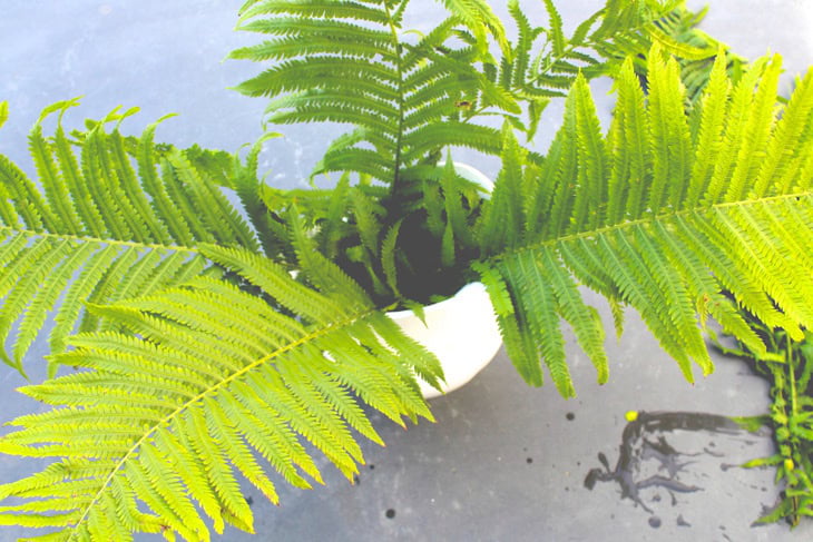 Two large pieces of a fern in an ironstone pitcher forming the base of of a rustic floral arrangement.
