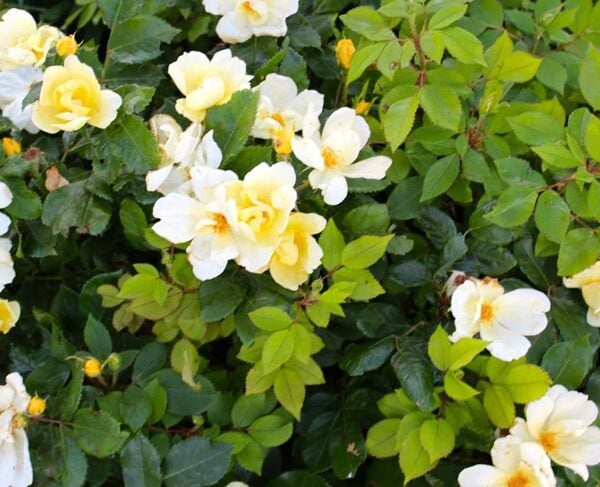 Large Knock Out Rose bush with white and yellow flowers blooming.