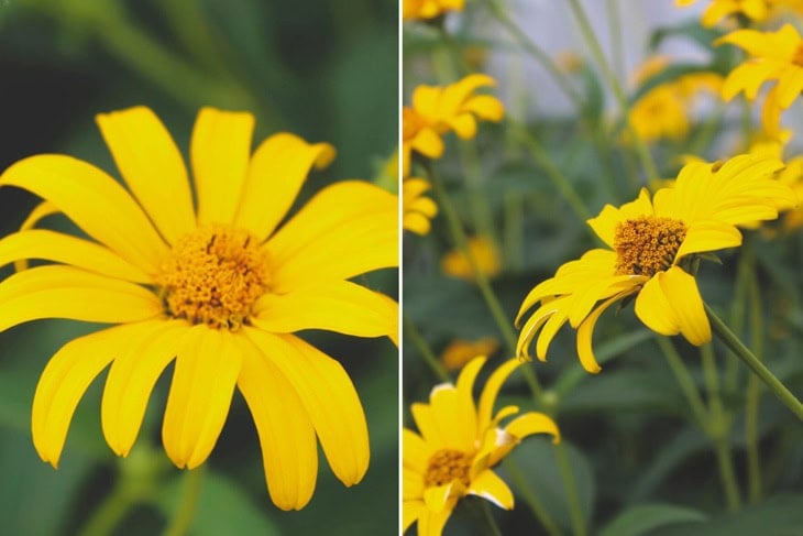 Two side by side pictures with close-up of a yellow daisy flower showing the inner part of the bloom.