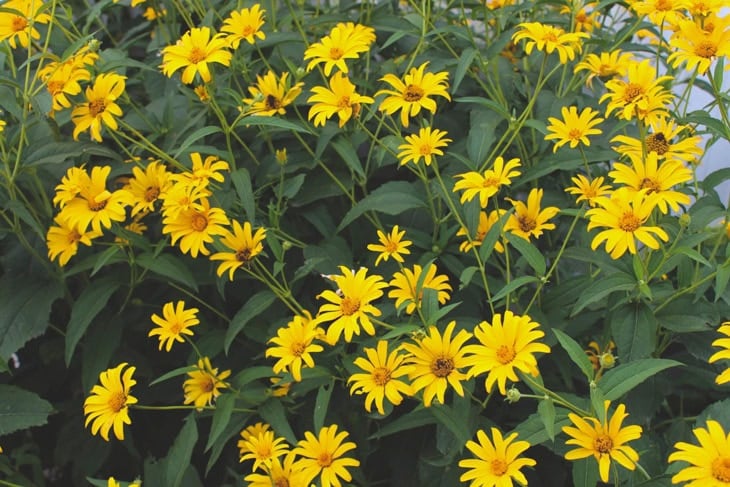 A bunch of yellow daisies in a flowerbed with their full bloom.