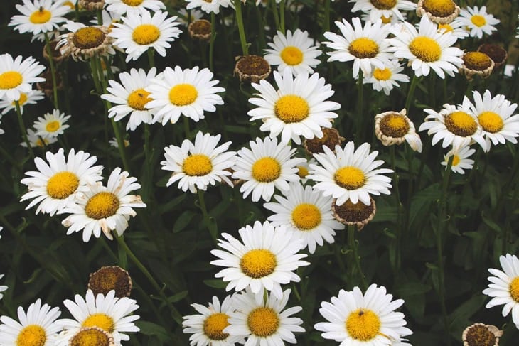 White daisies with round yellow centers growing in lush green growth in a flowerbed.