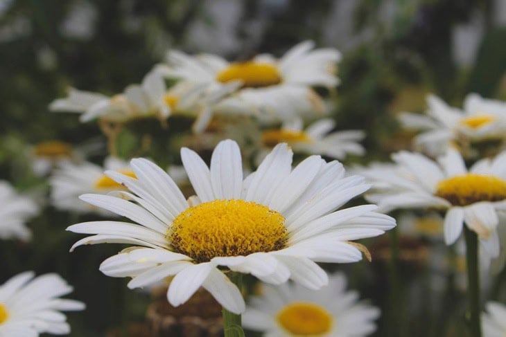 Close up of a yellow daisy with a beautiful big yellow center growing in a flowerbed.