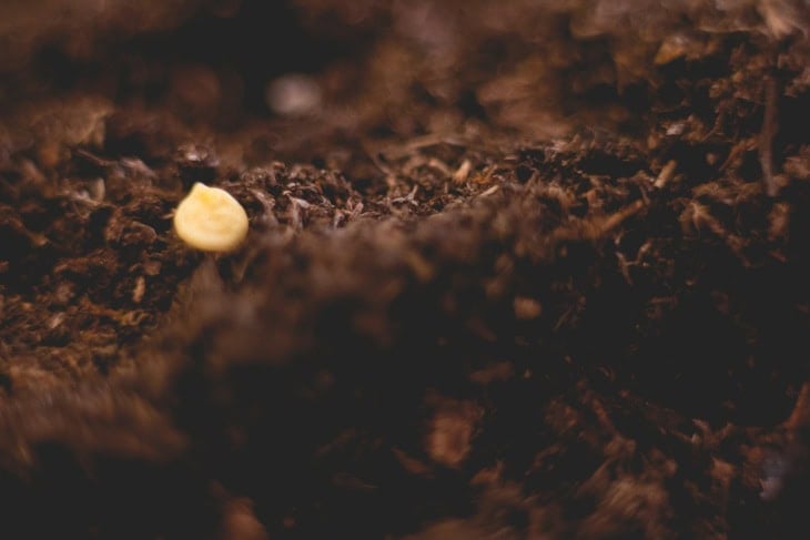 Soil with a single solitary seeds ready to be covered to begin growing.