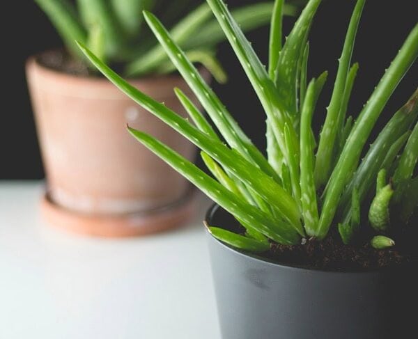 Two indoor household plants sitting on a white surface in black and terra cotta pots with spiky green leaves.