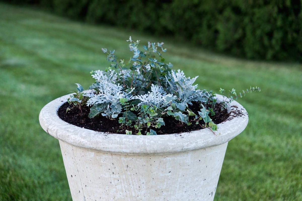 Concrete urn planted with all green colored plants with larger ones in the center and smaller ones placed all around.