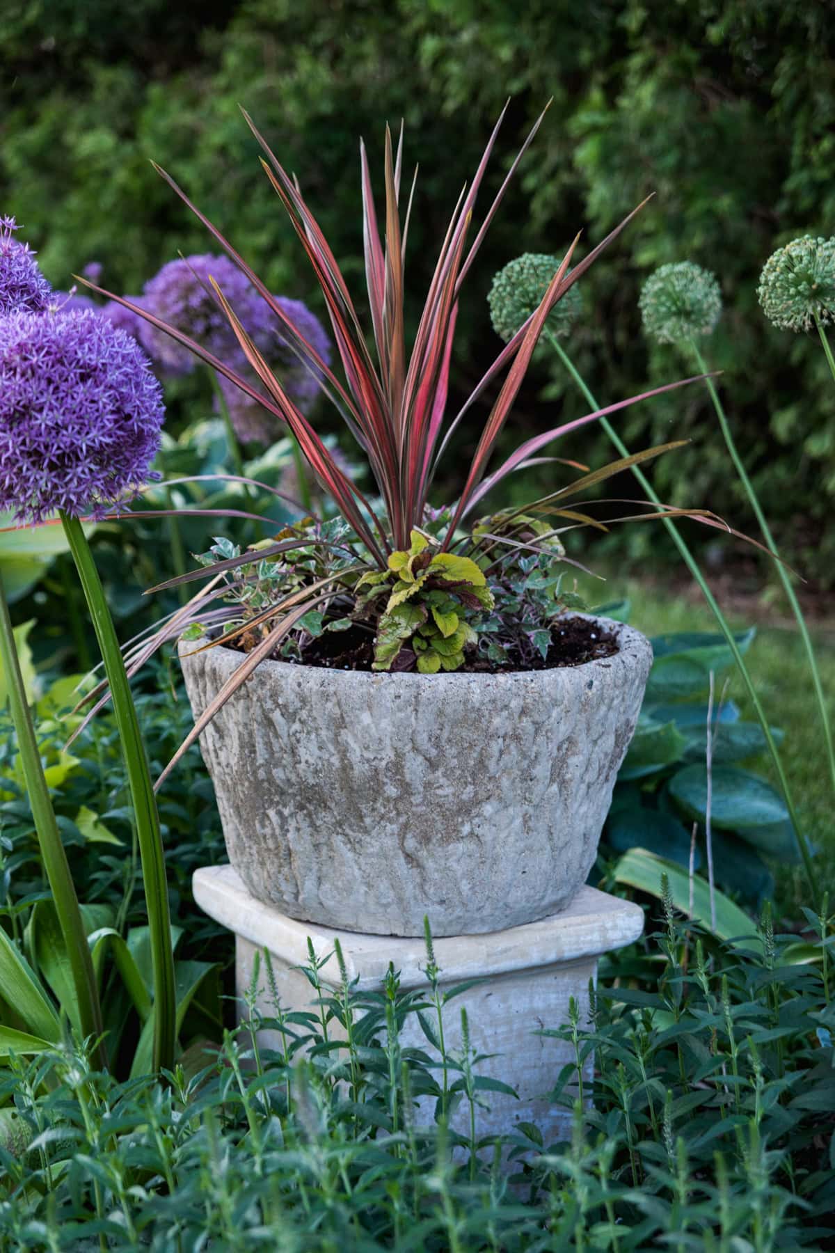 Concrete urn in a flowerbed filled with spiky red plant and small flowers with allium bulbs blooming all around.