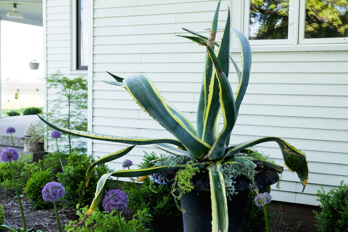 Large agave in a black cast iron urn with white sided house in the background.