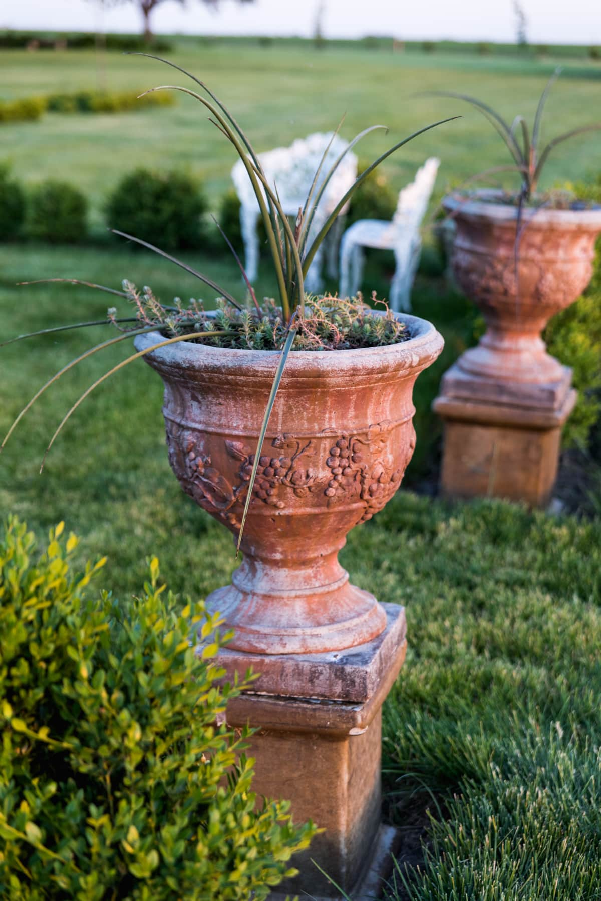 Terra cotta colored urns planted with agave with small plantings around the base sitting on grass in a yard with white furniture behind along with boxwoods.