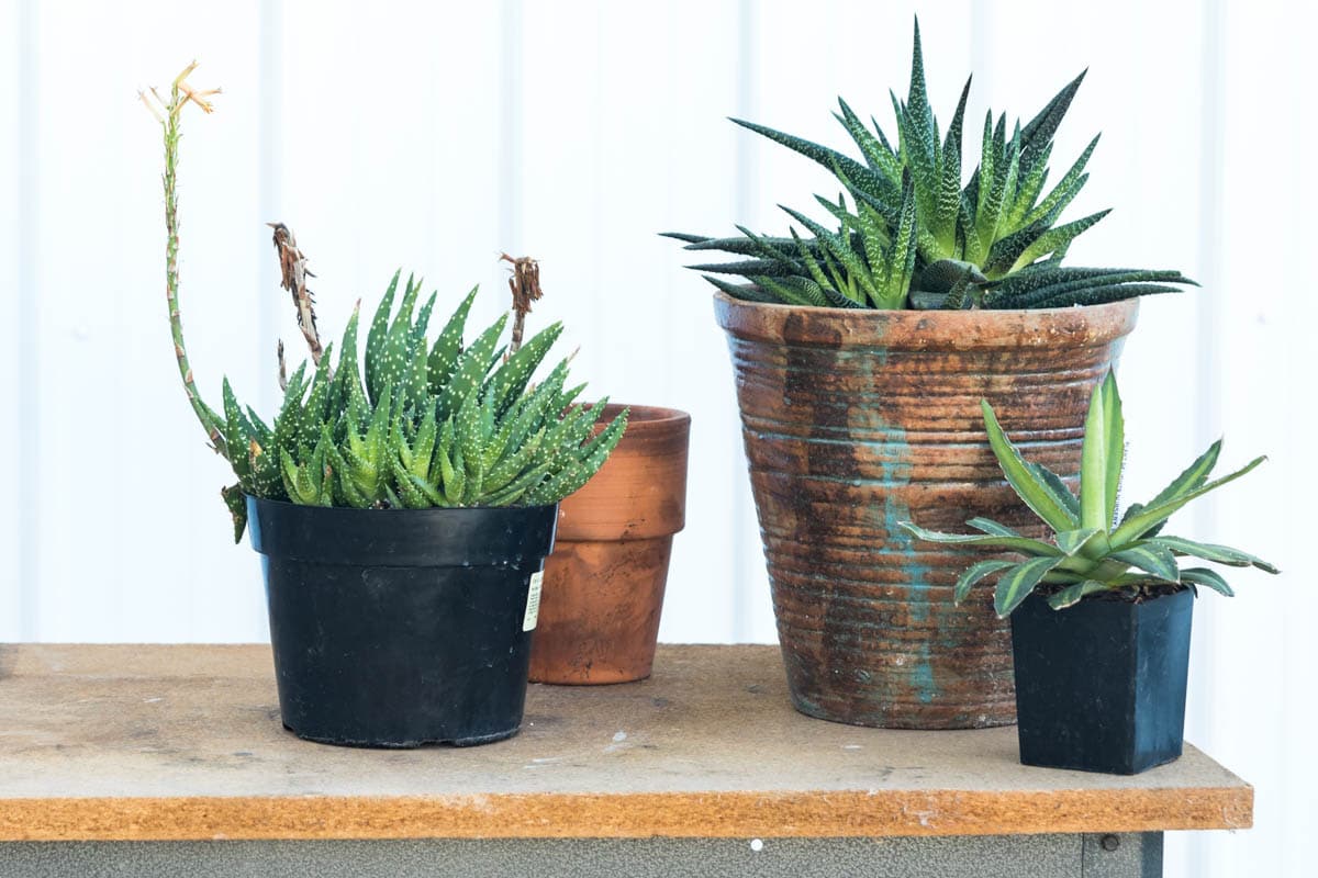 Table with three potted plants.