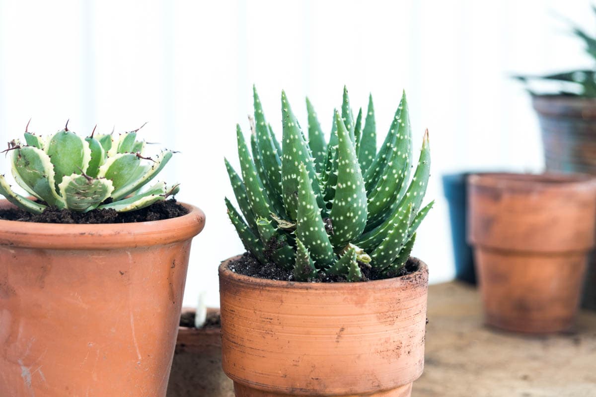 Spiky potted plant in a terracotta pot.