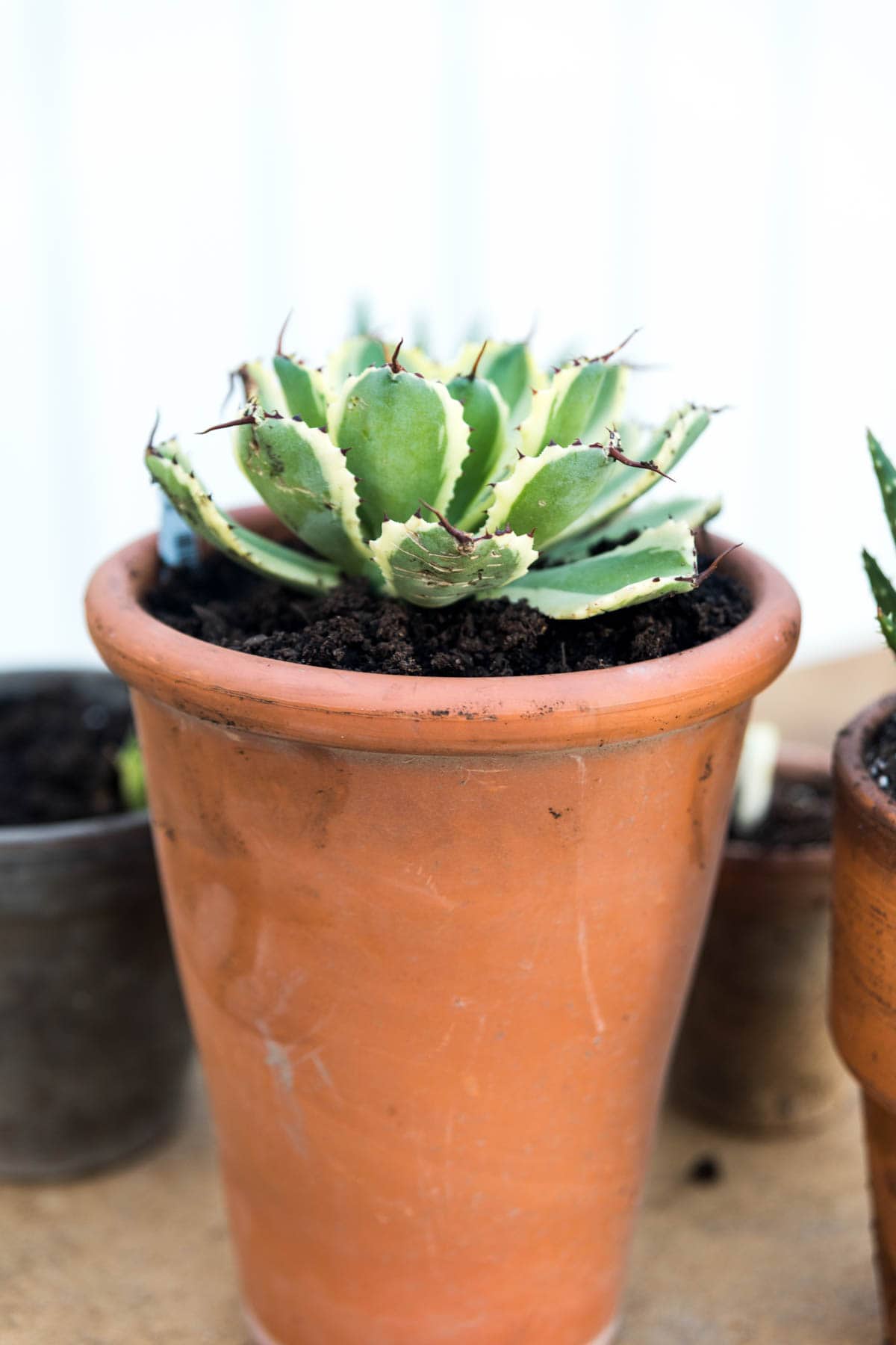 A cactus in a terracotta potted plant.