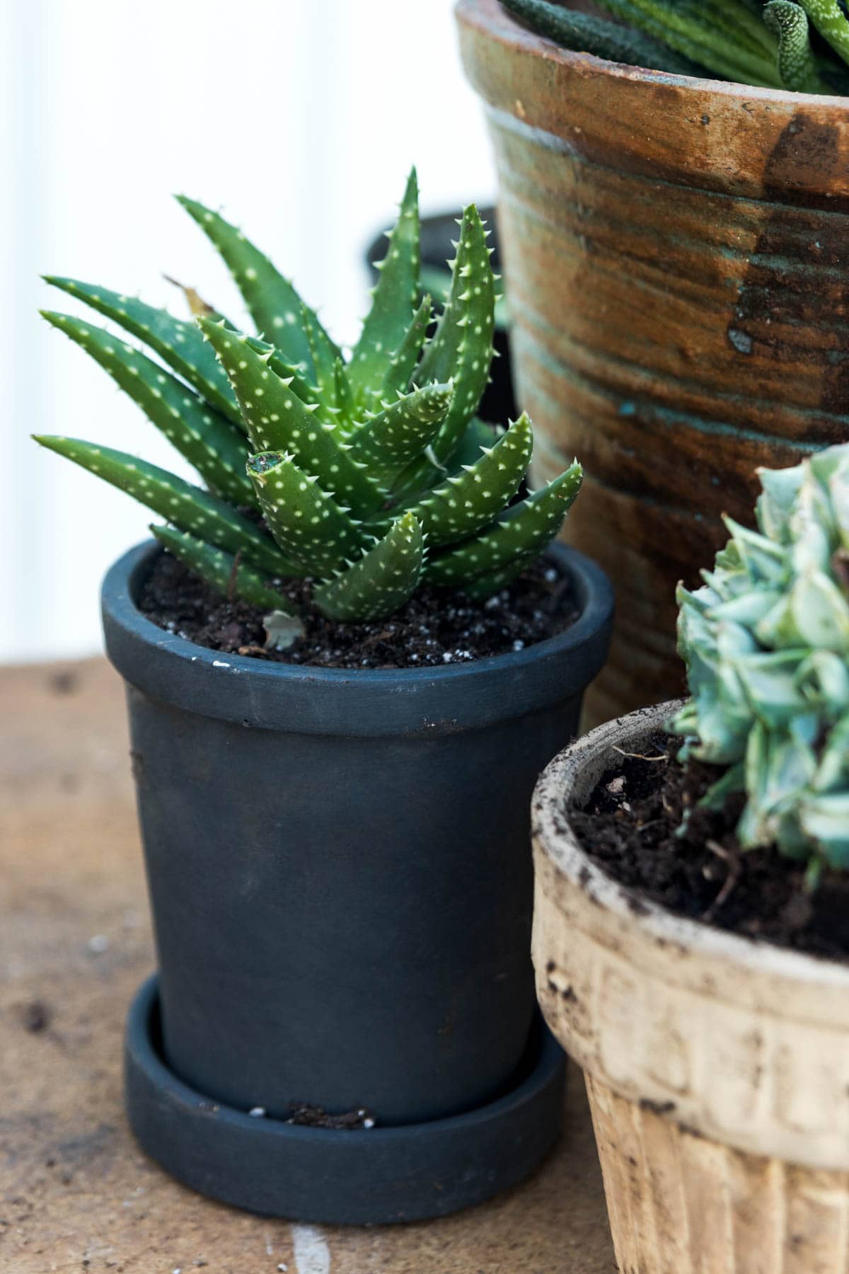 Spiky polka dotted plant in a black pot.