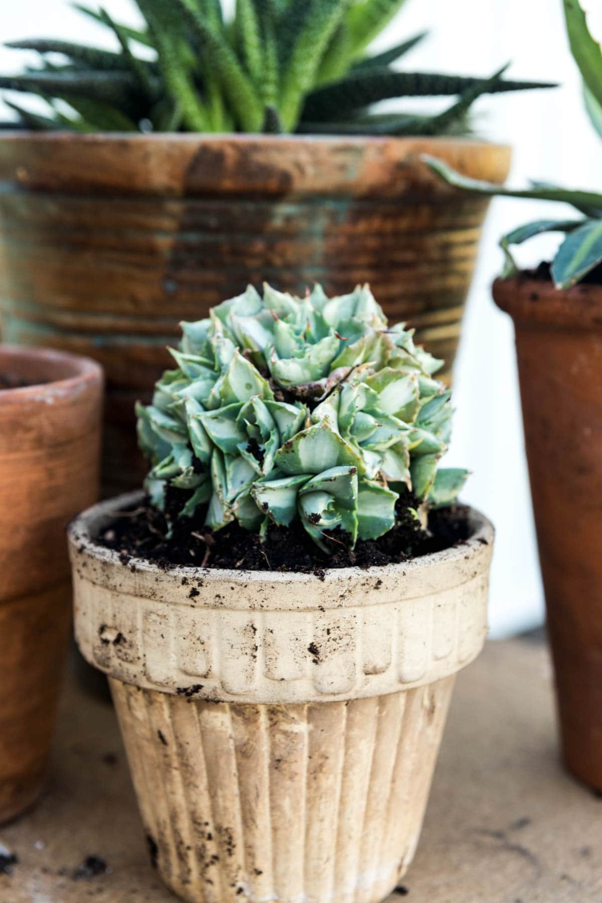 Small potted plant in a white pot.
