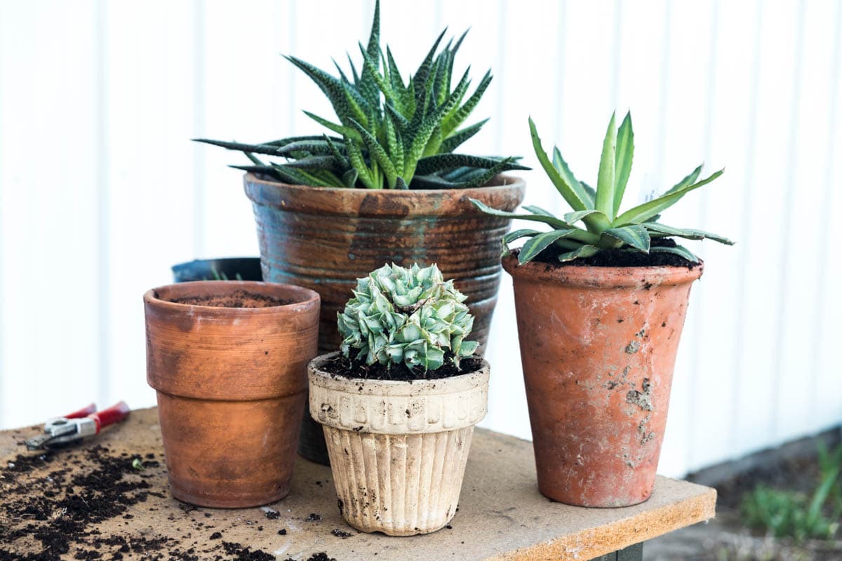 A group of freshly potted plants in terracotta pots.