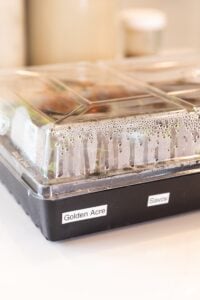 Black plastic bin covered with clear plastic cover with condensation inside all on white surface