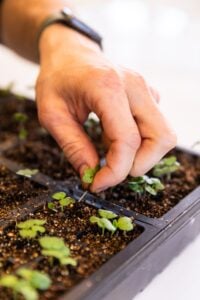 Hand picking out seeds from dirt in a black plastic container all on white surface