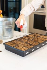 Hand holding water bottle spraying dark brown soil covered with vermiculite all on white countertop