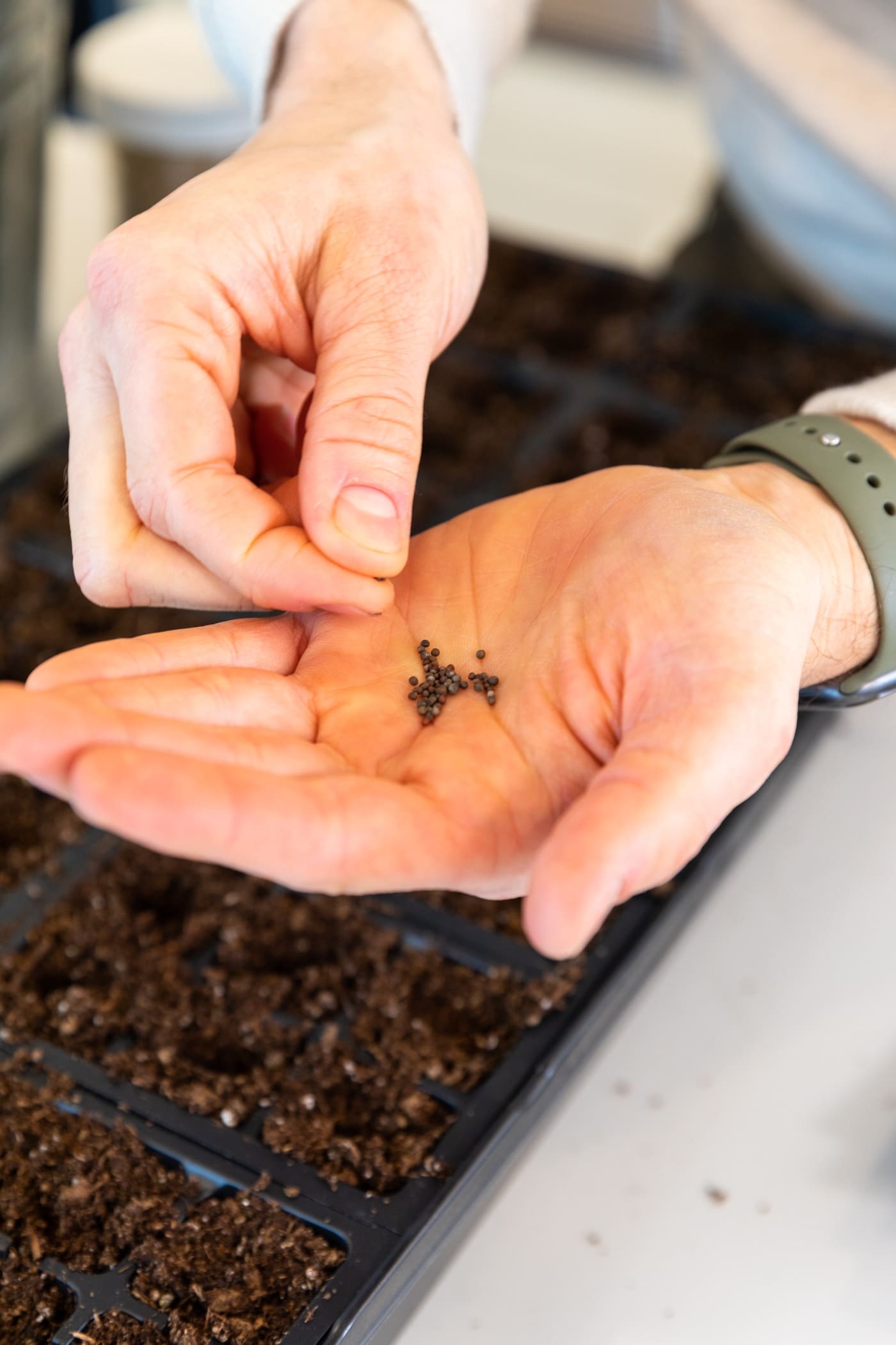 Hand holding small seeds with other hand picking out a seed to place in soil in a seed starting tray