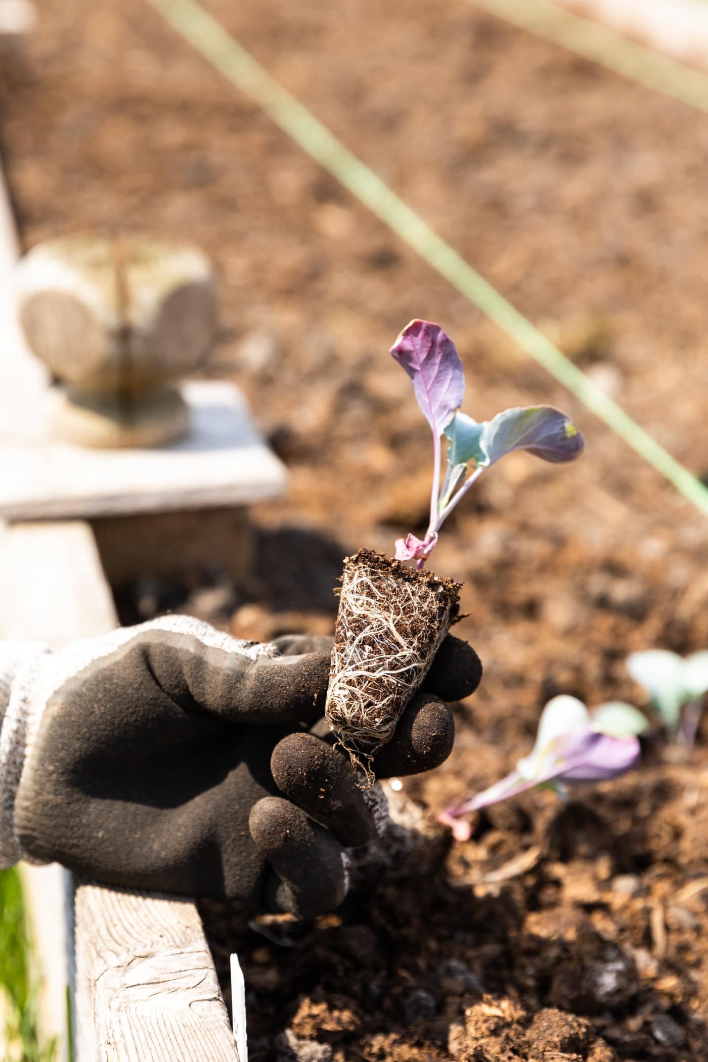 Hand holding a small plant with roots encircling being held in front of a raised garden bed