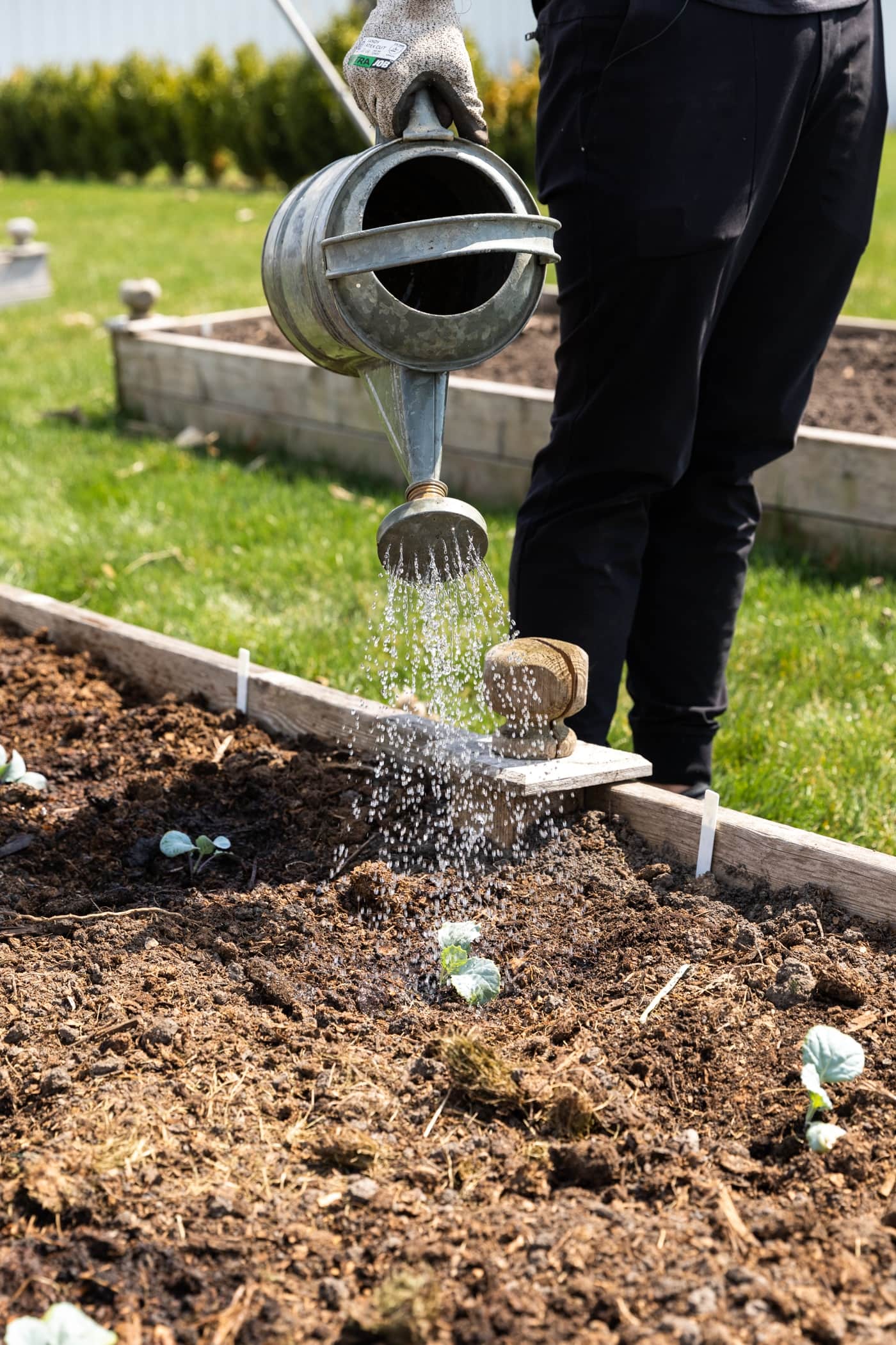 Hand watering small green plants in raised garden bed with green grass in background
