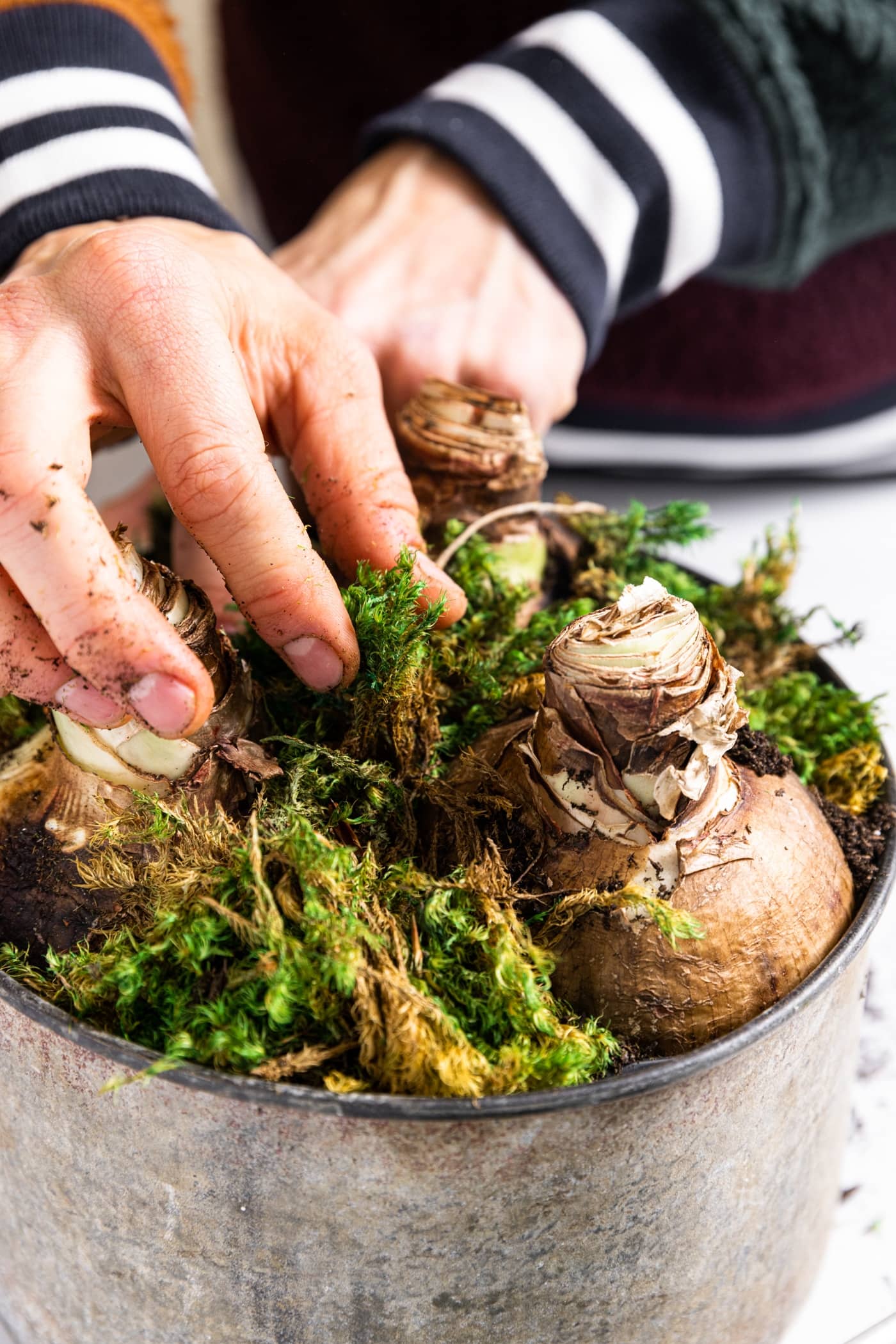 Hand placing green moss around amaryllis bulbs inn metal container
