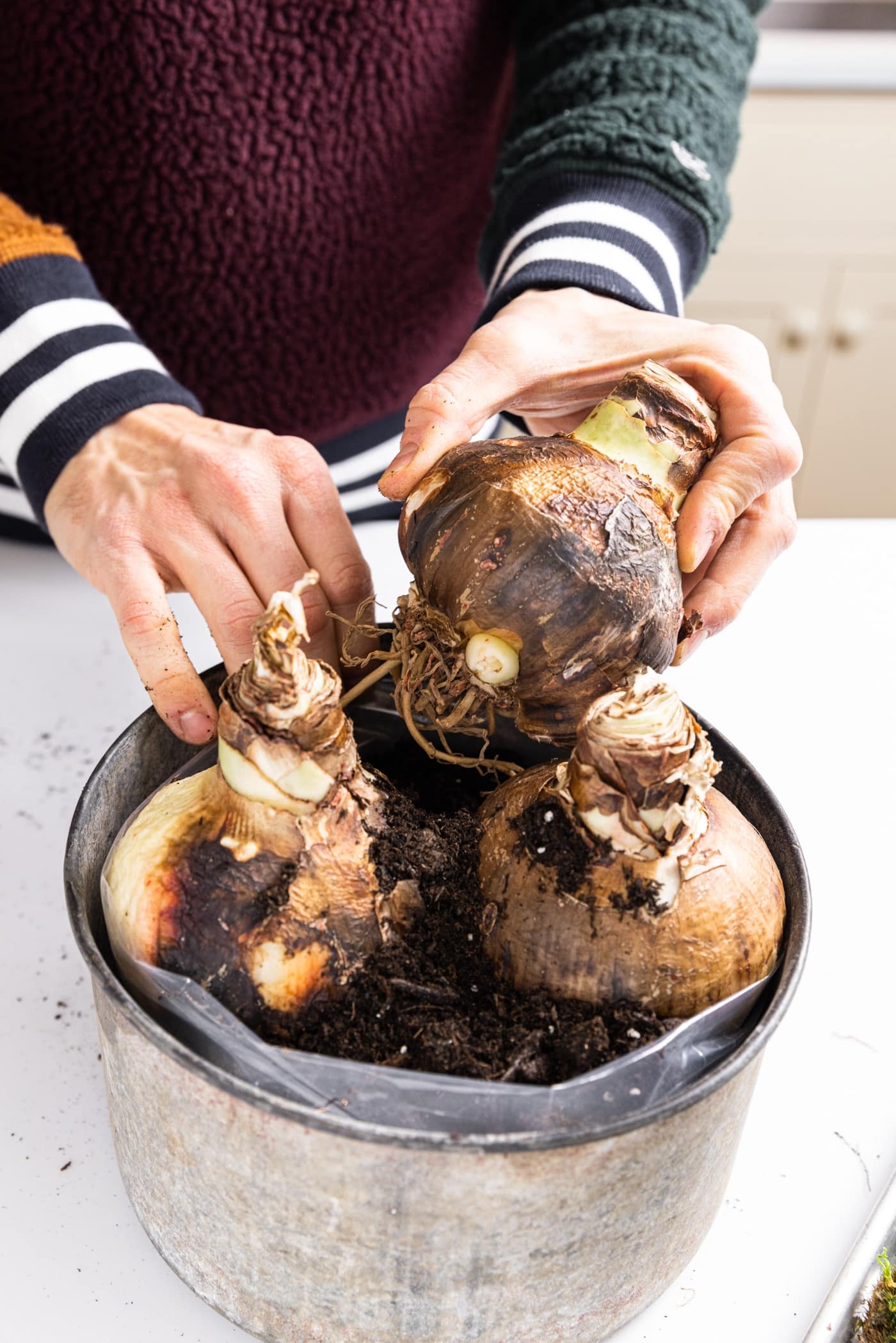 Large galvanized container with two hands placing three large amaryllis bulbs inside all on white countertop