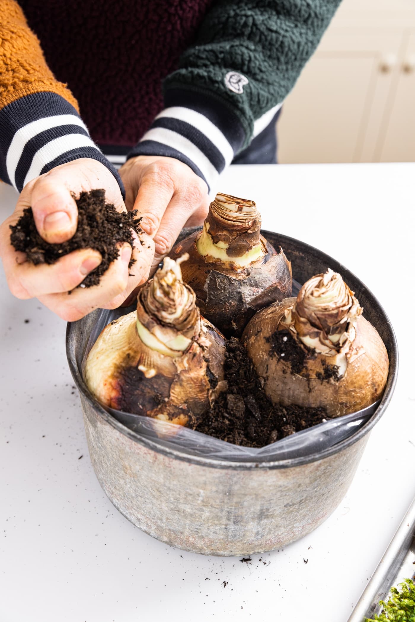 One hand pouring soil around large amaryllis bulbs in metal container all on white countertop