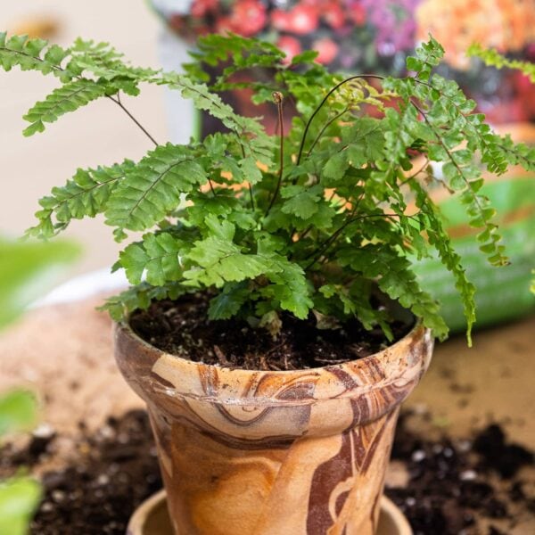 Leafy green plant sitting in marbled terracotta plant container with soil all around the base