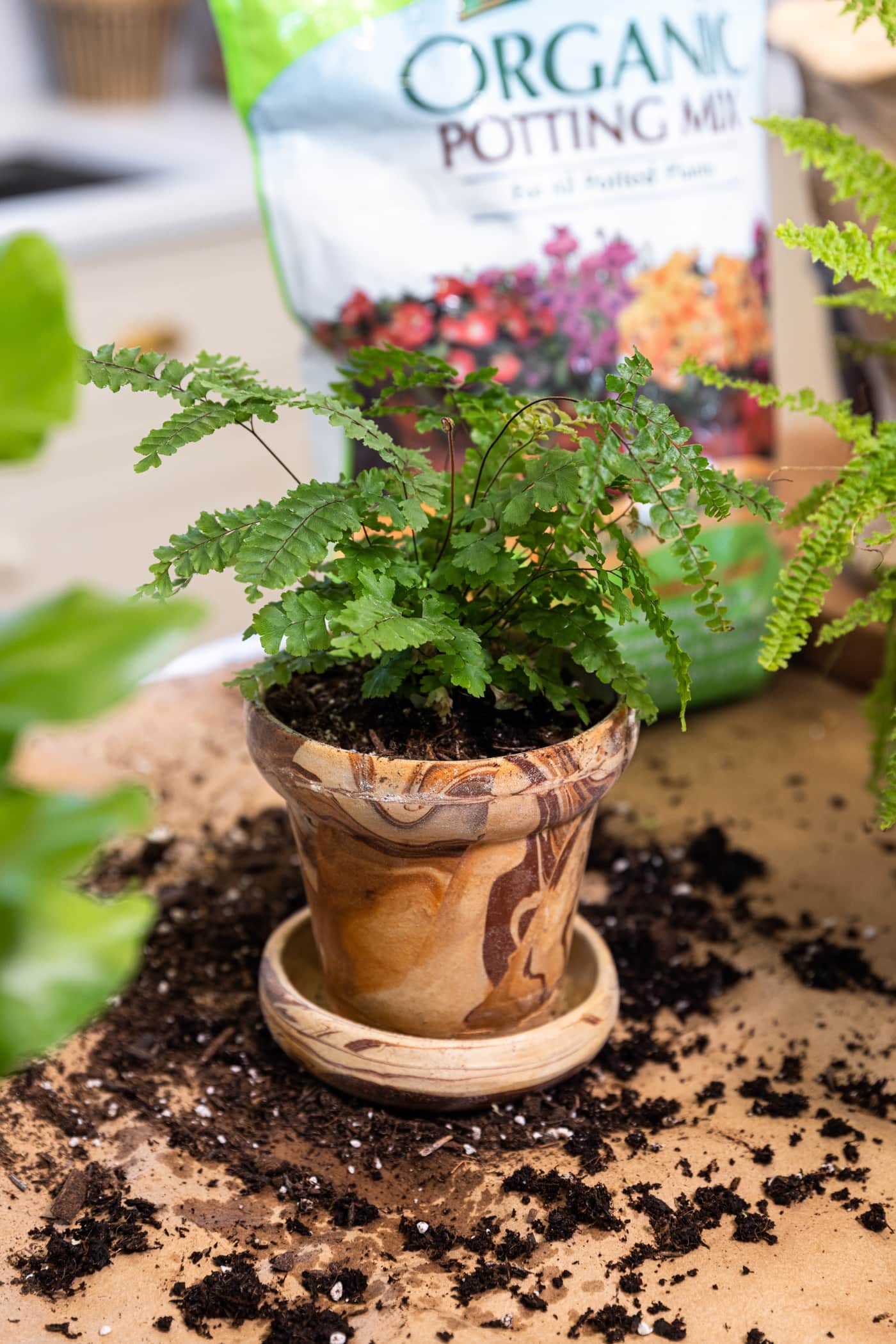 Green leafed houseplant sitting in marbled terracotta planter with lots of soil all around the bottom of the container with soil bag in background