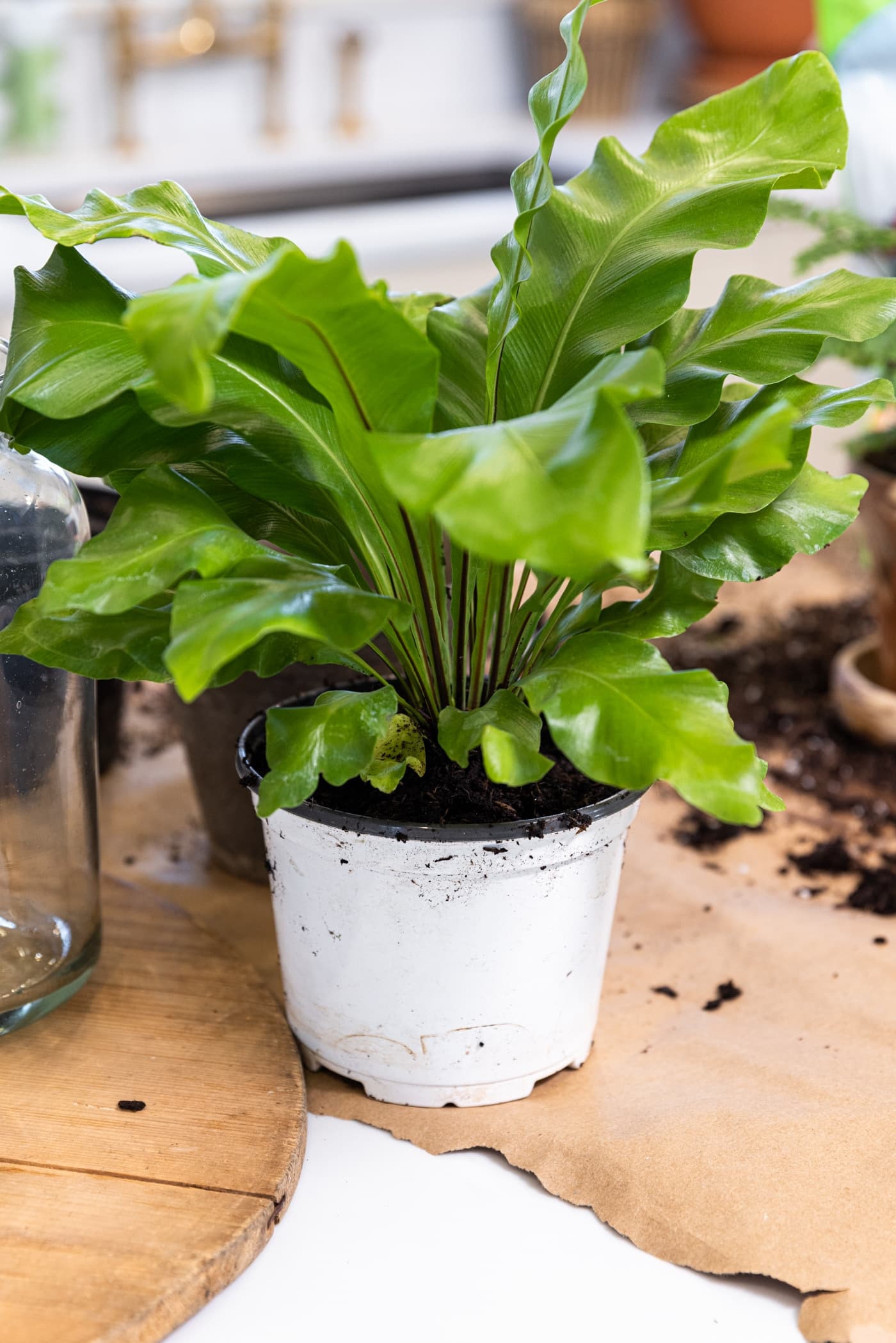 Indoor houseplant with large green leaves sitting in white pot sitting on parchment paper on kitchen countertop with soil all around