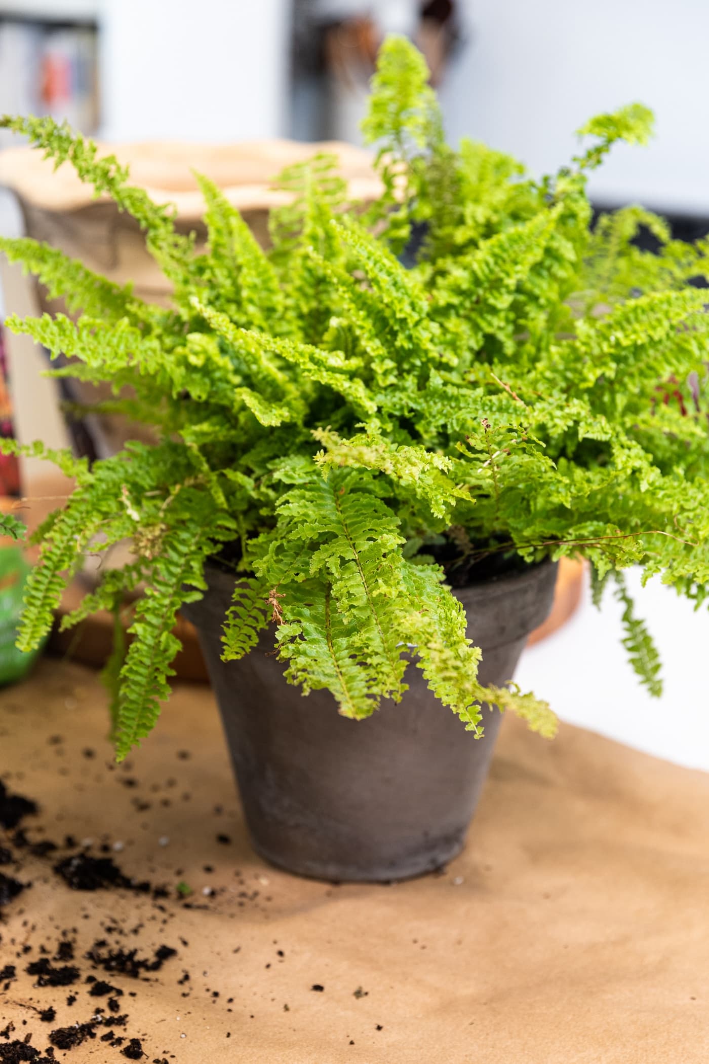 Leafy green houseplant in brown colored container sitting on piece of parchment paper in kitchen with soil around the base