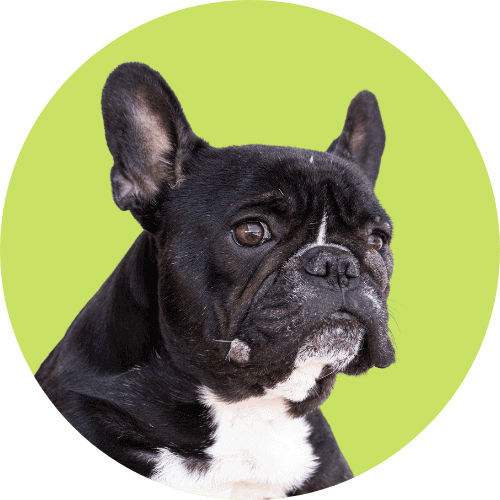 Black colored French bulldog profile with bright green background