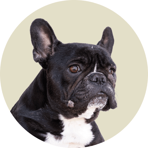 Black colored French bulldog profile with light tan background