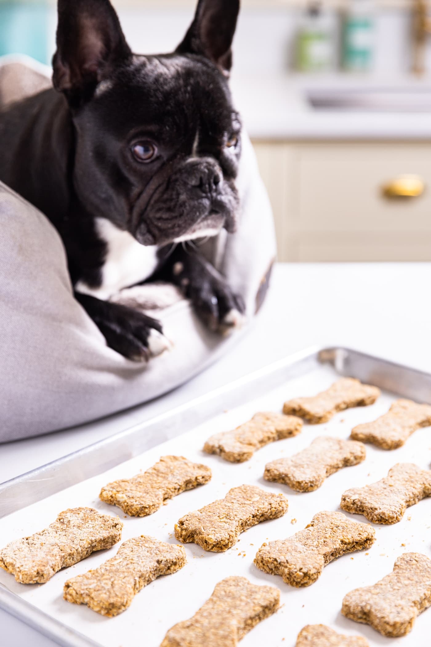 Black French bulldog sitting in gray dog bed on white countertop looking at baking sheet filled with bone-shaped dog biscuits