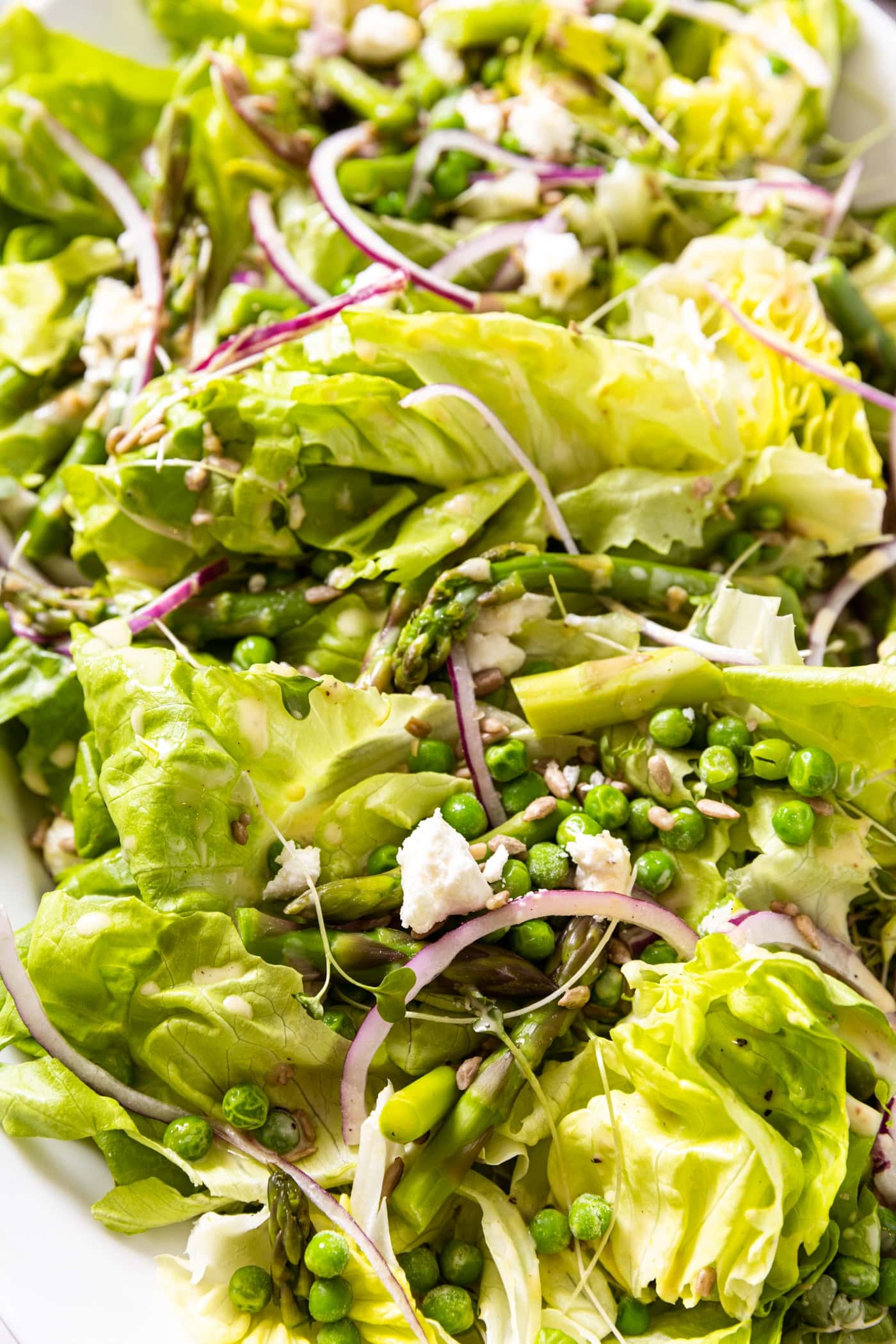 Buttercrunch lettuce sitting on white platter topped with slices of red onion and goat cheese along with creamy clear dressing