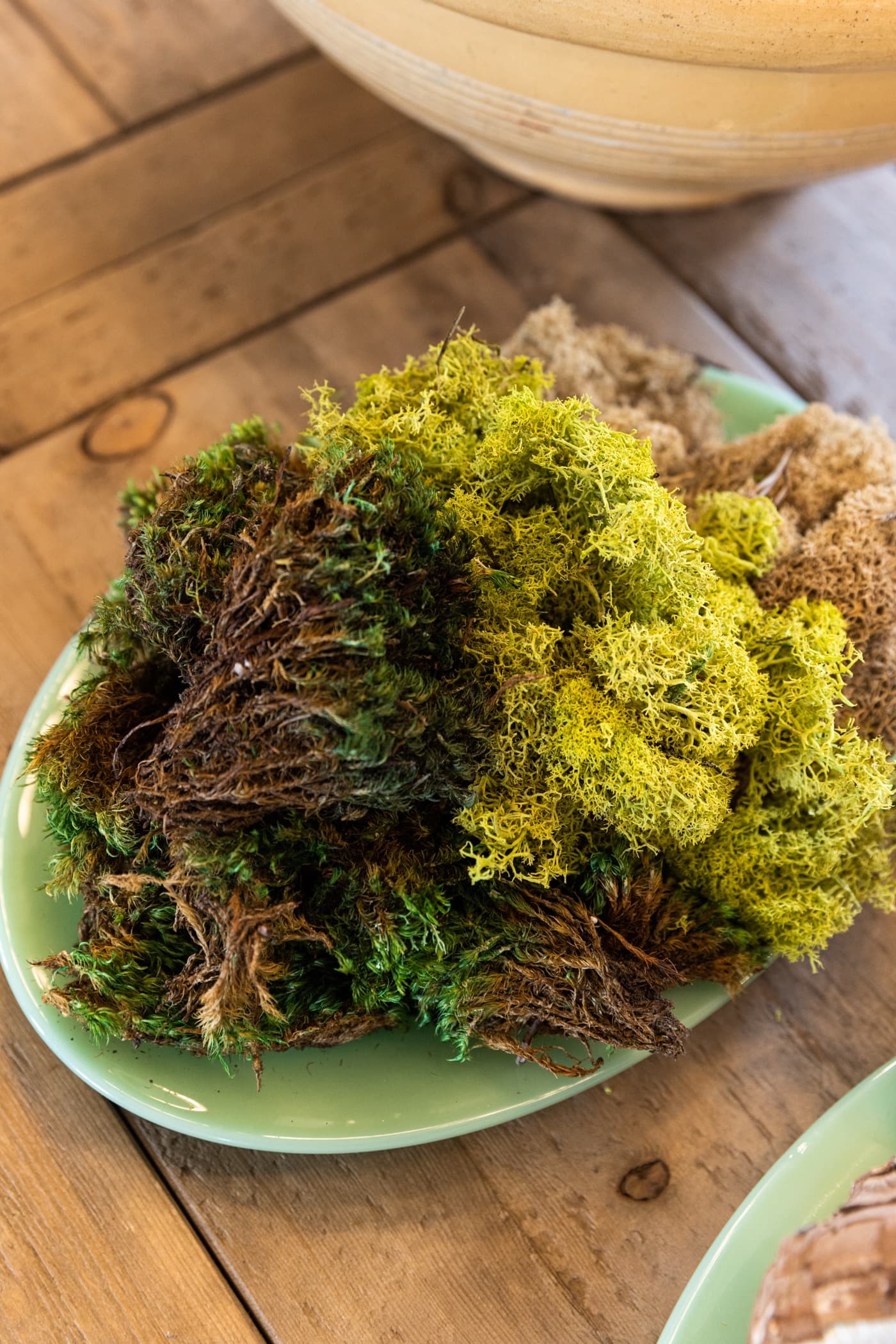 Three different colored types of moss sitting on light green plate on wood dining table