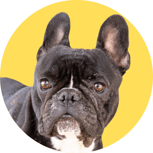Black French bulldog standing with yellow background.
