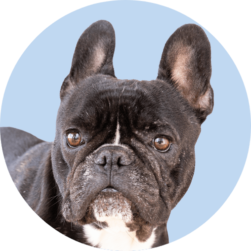 Black French bulldog standing in front of light blue background.