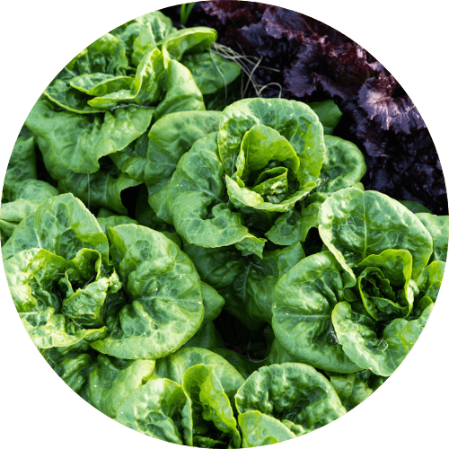 Rows of green and purple lettuce sitting in raised bed.