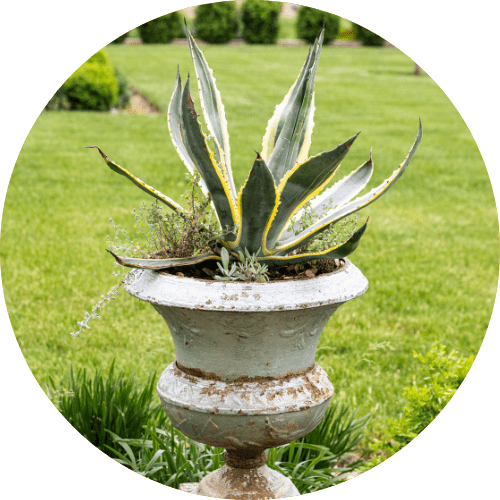 Urn with agave sitting on top with green lawn in background.