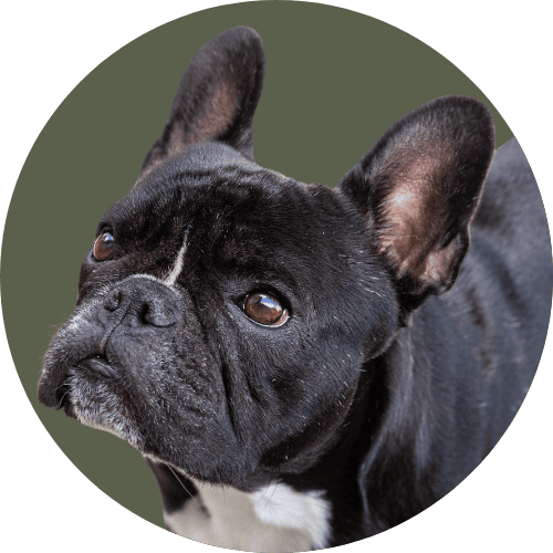 Black French bulldog standing in front of dark green background.