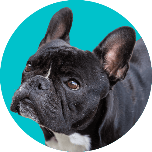 Black French bulldog standing in front of bright blue background.